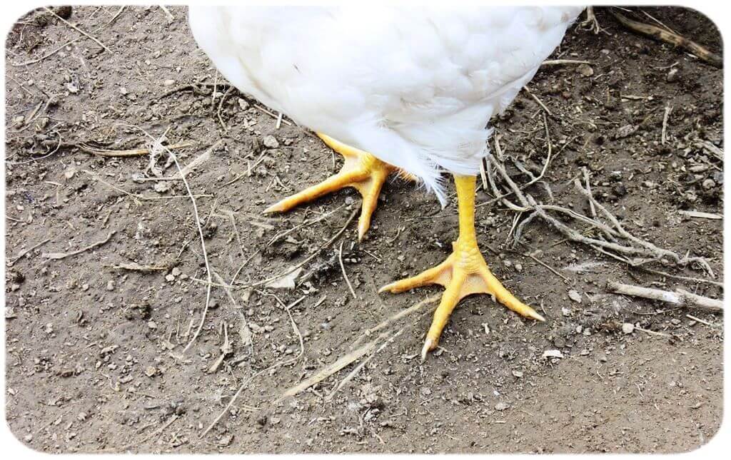 Расклёв ног у цыплят