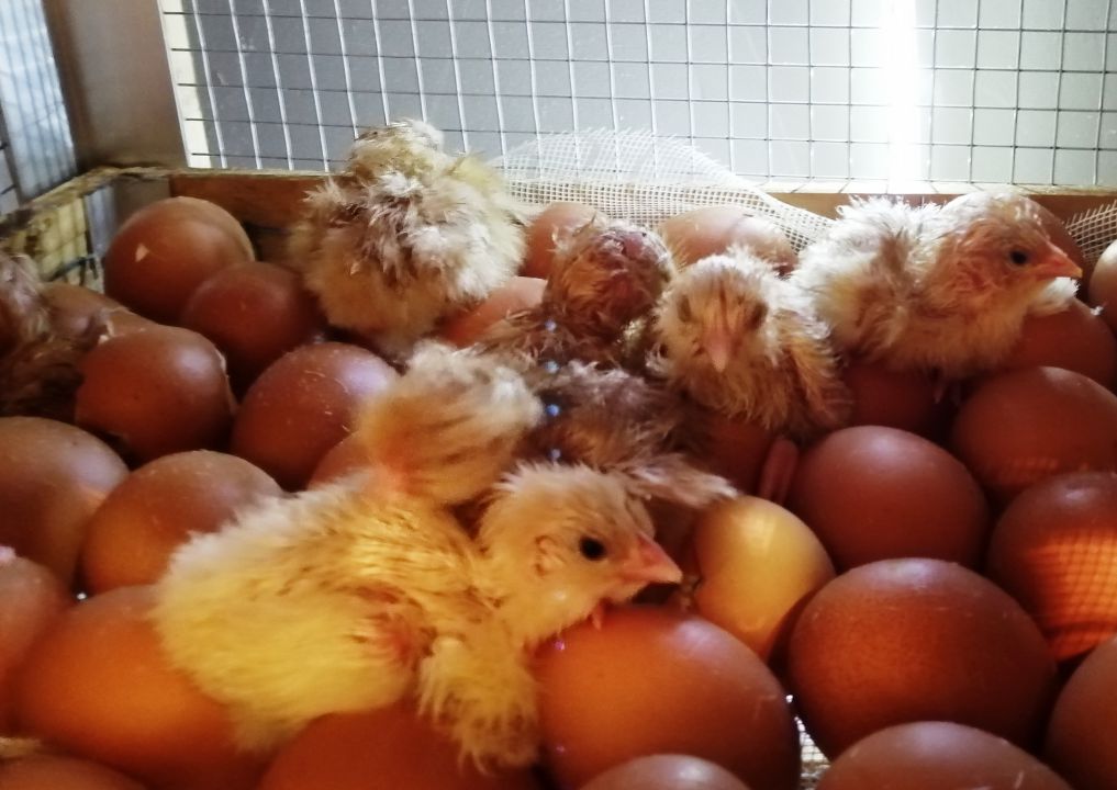 инкубационные яйца