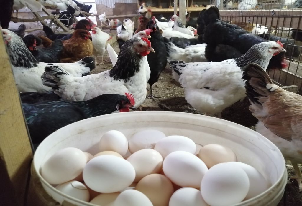 цена куриного яйца