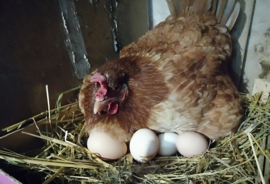 цена куриного яйца