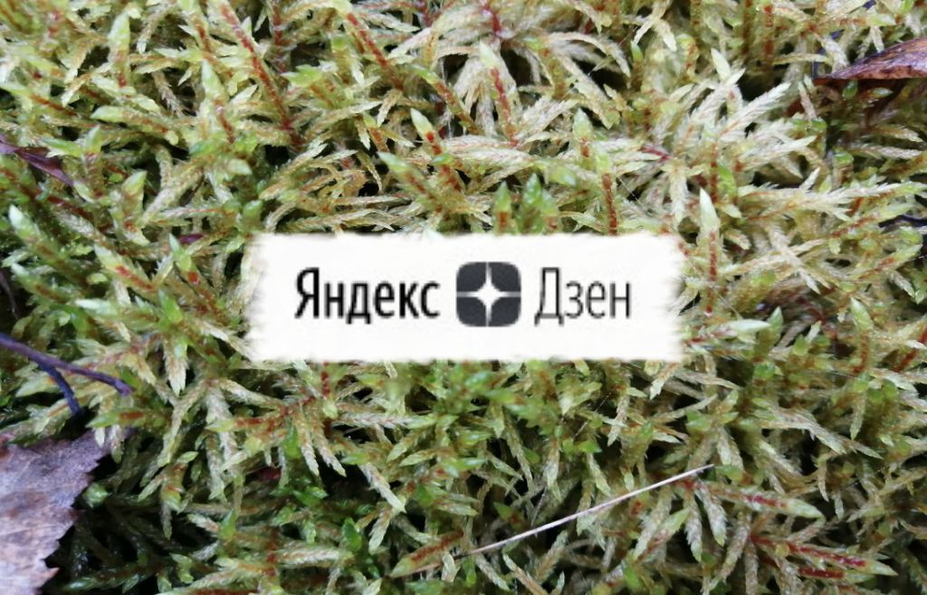 дочитывания в ЯндексДзен