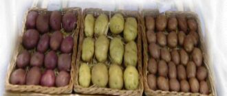 выращивания картофеля и приготовление муки из картошки