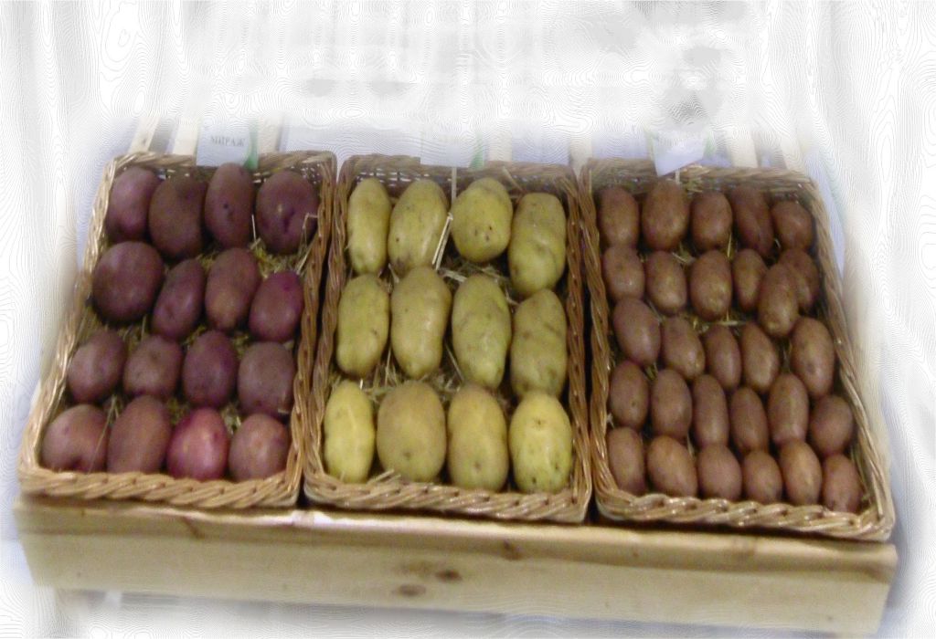 выращивания картофеля и приготовление муки из картошки