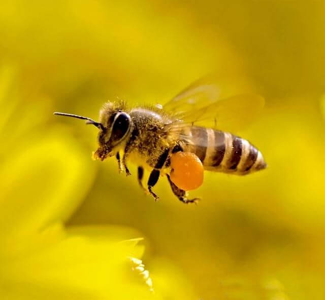 кормить пчёл хлебною мукой