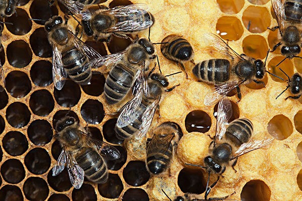 Кормить пчёл хлебной мукой