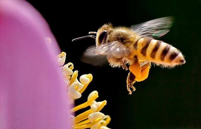 Кормить пчёл 