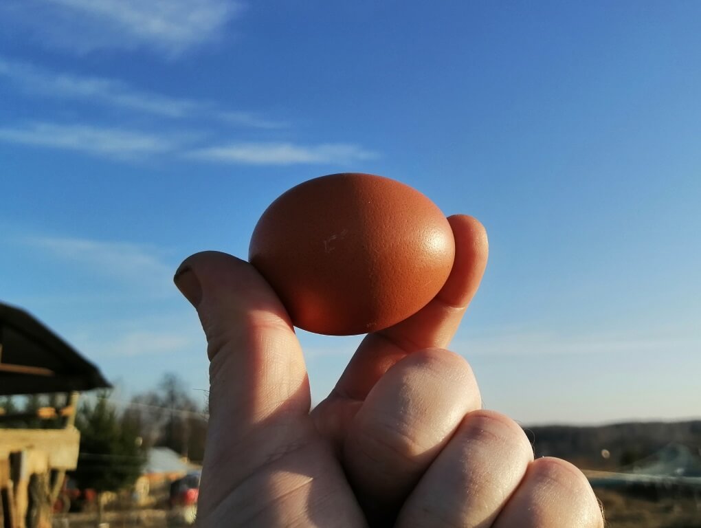 Сохранить куриные яйца свежими