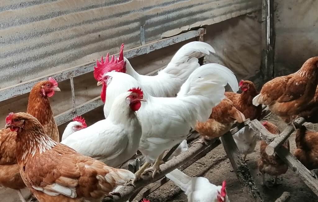 куриные яйца 