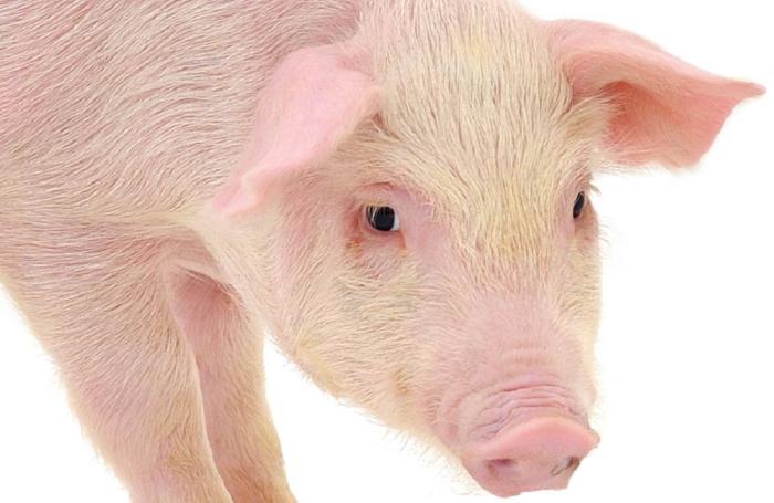 генномодифицированные свиньи