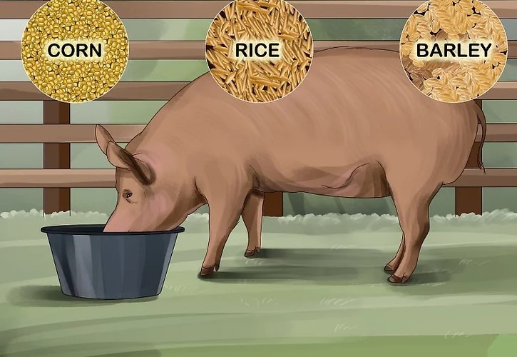 кормить свиней
