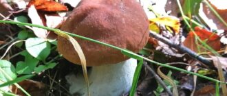 Как солить грибы по старинным рецептам