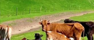 Дрожжи для молочных коров, телят и бычков