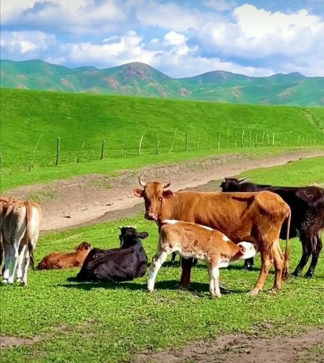 Дрожжи для молочных коров, телят и бычков