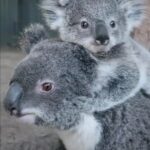 koala vmeste