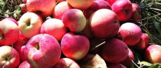 Моченые яблоки, ягоды и другие фрукты. Старинный рецепт
