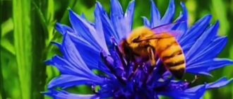 пчёлы без пчелиной матки