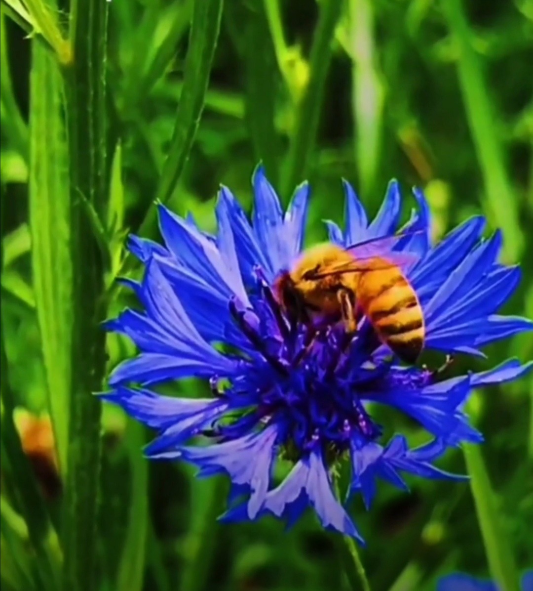 пчёлы без пчелиной матки