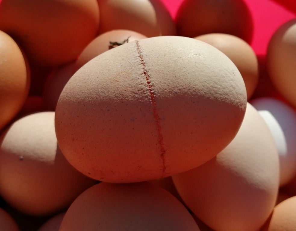 11 дефектов скорлупы куриных яиц - причины