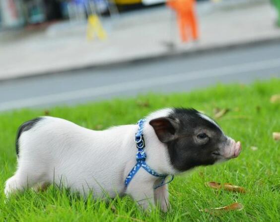 Мини-пиги | Пять популярных пород свинок