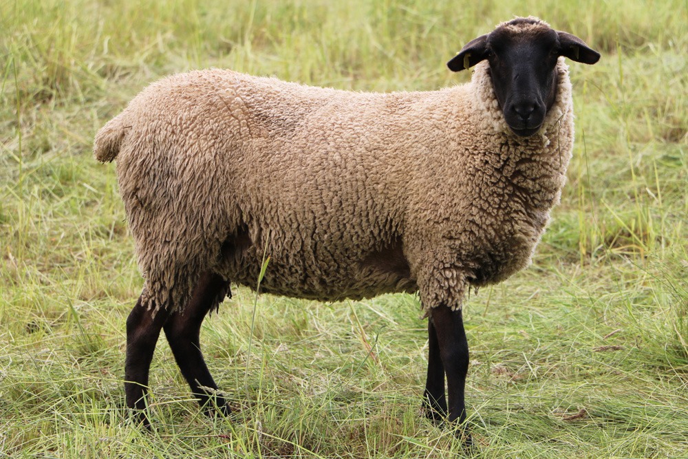 Немецкая черноголовая мясная овца (Schwarzkopfschaf)