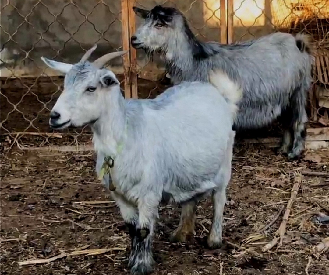 популярные породы коз в Китае