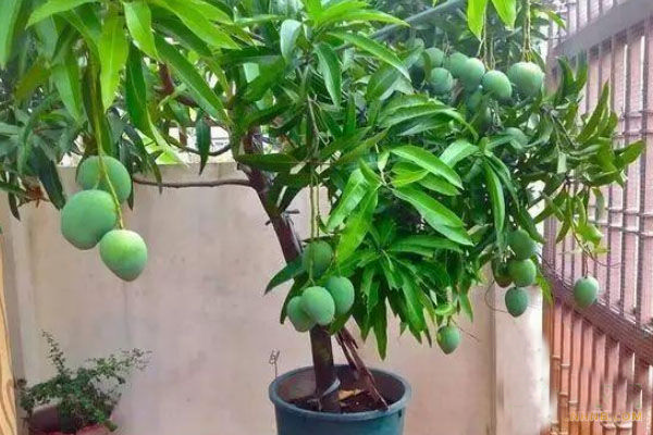 манго в горшке